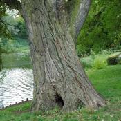 Schon lange bestehende, offene Bodenh&ouml;hle im Fu&szlig; einer alten Weide. Kompensations&uuml;berwallungen, aber auch Rissbildung sind deutlich erkennbar. Ein sekund&auml;rer Verschluss der &Ouml;ffnung ist bei einigerma&szlig;en vitalen B&auml;umen nicht selten. &copy; N. A. Kl&ouml;hn